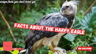 7 Amazing Facts about the Harpy Eagle, Unique facts you don't know yet…