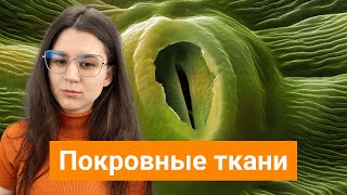 Покровные ткани растений