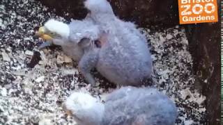 We have three new Kea chicks!