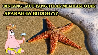 bintang laut yang hidup dengan tidak memiliki otak dan darah #rahasiaalamliar