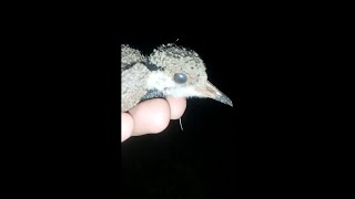 Red Wattled Lapwing Baby Chick Sound #Shorts