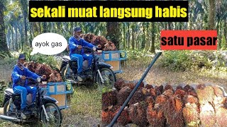 begini cara langsir sawit buat pemanen sawit