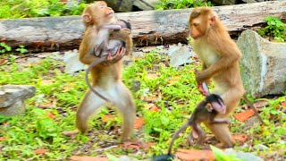 OMG !baby tiny RAIN crying tries to find mom for help -when monkey SUSAN grab run out of mom so pity