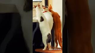 GATOS CHISMOSOS #cat #gatos #viralvideo #viralshorts #cats #catvideos #catvideos #gatitos #mininos