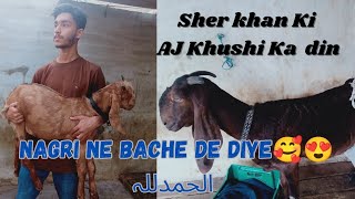 Alhamdulillah Nagri na bachay da diye|Reveal krdi?|Sher Khan Khush hua🥰 Asad khan ghouri