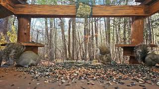 Eastern Gray Squirrels | #chipmunks_and_squirrels on #Twitch