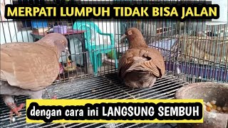 Mengobati merpati tiba tiba lumpuh tidak bisa jalan