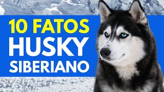 10 Fatos que você não sabia sobre o Husky Siberiano