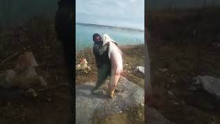 Big Size Fish Catchup Amazing Scene #shortvideo 😮😮😮🙆‍♂️🙆‍♂️🙆‍♂️