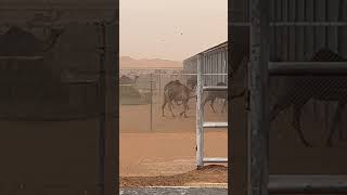 Camels hiding from the rain drops