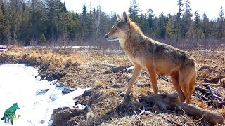 Nursing female is evidence that remote wolf pack had pups this year