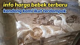 kondisi terkini harga bebek | kandang ceria farm terdampak