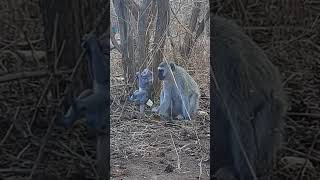 Wild baby monkey having fun