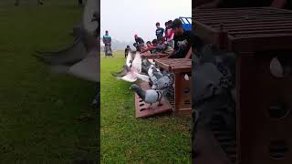 Sami-Loft😱Racing Pigeons Releaseing from Toss🕊️🕊️