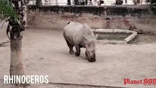 Zoo Vlog in HD / Safari Park Lahore Zoo