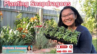 Planting Snapdragons #gardening  #viral  #garden  #flowers  #plants  #hobby #retiredlife