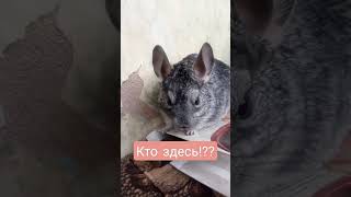 😂 КТО ЗДЕСЬ??? 😂😂😂/ #shorts