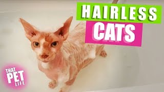 Hairless Cats Are So Weird! | Funny Cat Videos