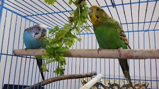 Budgie//budgies singing /beautiful birds// enjoying green leaves// parakeet//creative twins//