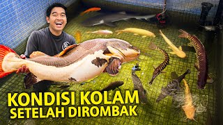 KONDISI KOLAM SETELAH DI ROMBAK! SEMAKIN LUAS GAADA TEMPAT KURA-KURA DISINI!