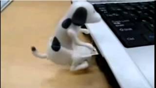 Usb Flash Dog