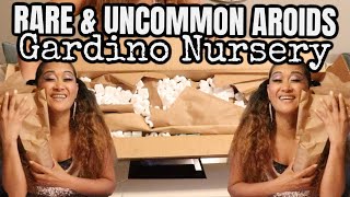 Gardino Nursery Dream Plant Unboxing , Rare & Uncommon Aroids, Collective Houseplants