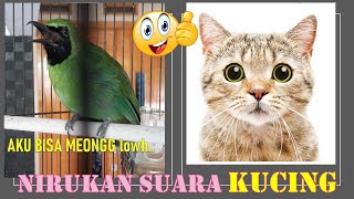 AMPUN... ASLI LUCU UNIK MUNGKIN ANEH KETIKA CUCAK IJO BERSUARA MEONG MEONG SEPERTI MENGEJEK KUCING