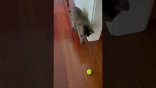 Tabby Cat Tennis Rally Hits To Beat 🎶