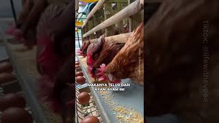 Telur Ayam di Swiss Jauh Berbeda Dengan Telur Ayam di Indonesia #Shorts