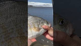 Surf fishing personal record perch