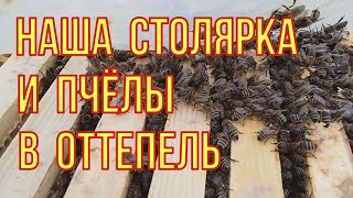 Что с пчёлами на улице в оттепель? Новости из нашей столярной пасечной мастерской.