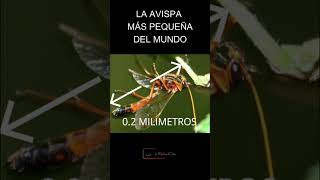 La avispa más pequeña del Mundo