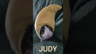 Judy is bananas #cute #guineapig #pets #youtubeshorts