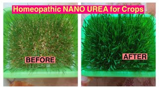 A Detailed Video & LIVE DEMO of #Homeopathic_NANO_UREA Fertiliser #agrohomeopathy #homeo_gardening