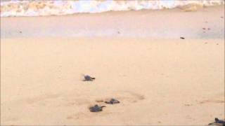 Baby Turtles with Conch