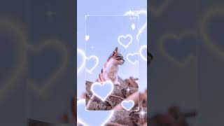 cats video, cute cats #shorts