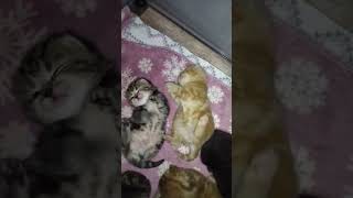 #shorts котята спят #video