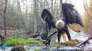 Eagles fighting over fish at the river