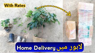 Online Plant Store Rare Garden | Buy/Order Plants Online | Best Nursery Near Me