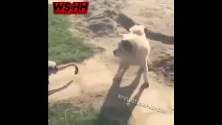 This Monkey Really Likes Messing With The Other Animals!