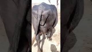 01 Pure Nili Ravi Buffalos For Sale In Punjab Pakistan  12 February 2023