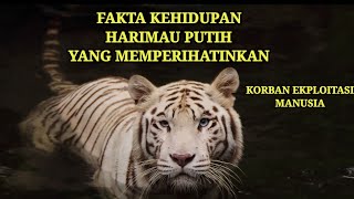 KEHIDUPAN HARIMAU PUTIH LANGKA YANG SANGAT MEMPERIHATINKAN #rahasiaalamliar