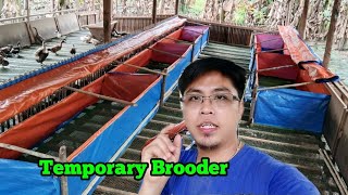 EP-038 | Low Cost Temporary Brooder For Ducklings | Duck Farming