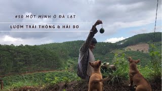 #50| CS1MƠĐL| Lượm Trái thông & Hái Bơ đầu mùa