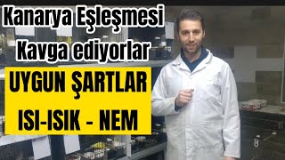 KANARYA EŞLEŞMESİ ? Kanarya Kavga sorunu ? Üretim için uygun şartlar nelerdir ?