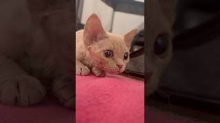 Cute kitten to pretty cat 😻 (Glow-up✨) #cat #funny #catvideos #cute