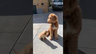 Throwback when these cute puppies met #cutedog #puppylove #puppylover