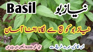 How To Grow Niazbo From  Seeds | With 100% Germinationنیازبو کو بیج سے لگانے کا بھترین طریقہ