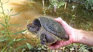 Common Snapping Turtle Release