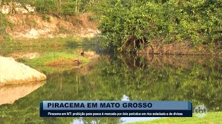 Piracema em MT: proibição para pesca é marcada por dois períodos em rios estaduais e de divisas